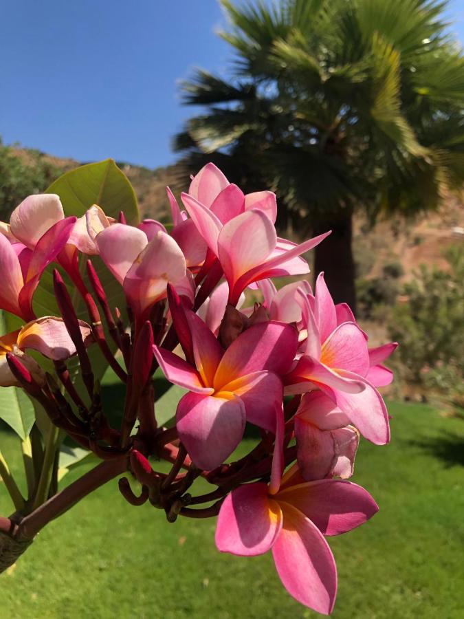 King Room with Pool View,1032431255:JPEG