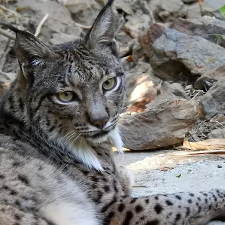 Hotel Selwo Lodge - Animal Park Tickets Included-3